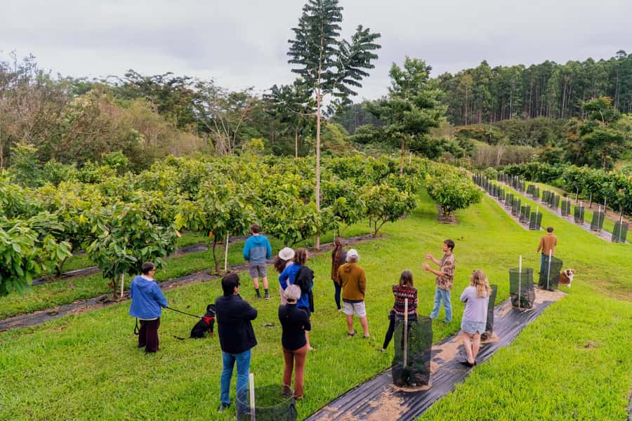Big Island Hawaii: Craft Chocolate Tasting and Farm Tour - Reaching Honolii Orchards from Hilo