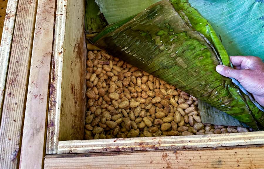 Big Island Hawaii: Craft Chocolate Tasting and Farm Tour - Tasting 10 or more Hawaiian chocolate bars