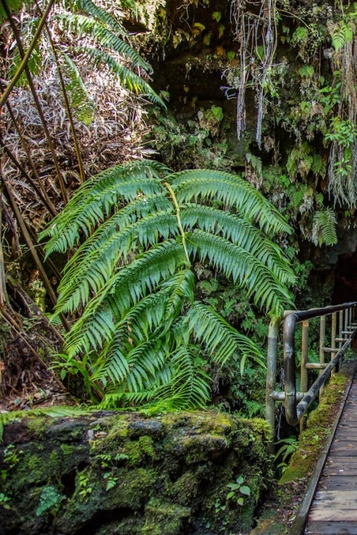 Big Island: Volcanoes, Waterfalls, & Coffee Farm Day-Trip - What the $264 price includes