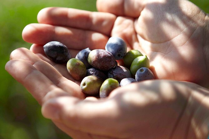 Bio Farm Private Olive Oil Tasting, Farm to Fork Meal & Temple of Poseidon Tour - A generous farm-to-fork lunch