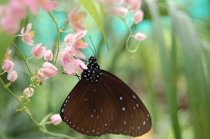 Bird Park & Butterfly Farm Nature Tour From Kuala Lumpur - Three Very Different Nature Stops in One Morning