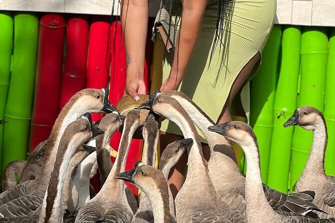 Bird Sanctuary and animal farm Day Tour - What the drive adds to the outing