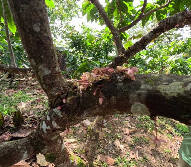 Bohol Chocolate Making and Farm Tour - Why the Five-Hour Length Matters