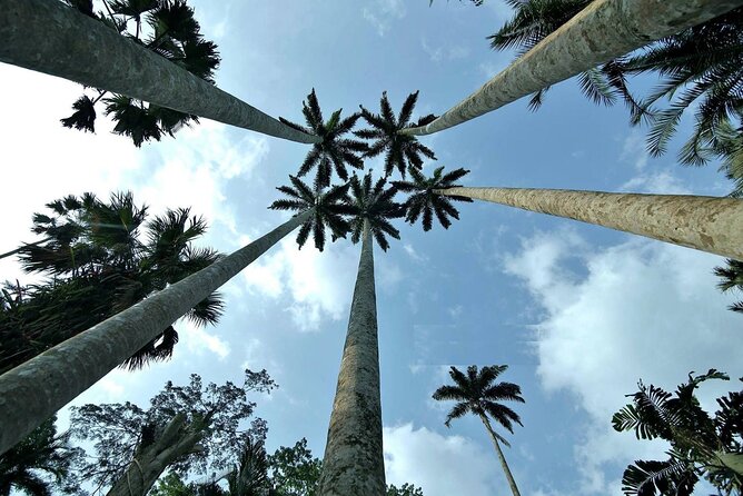 Boti Falls, Umbrella Rock, Aburi Gardens & Cocoa Farm Day Tour - Four Eastern Region stops in one long day