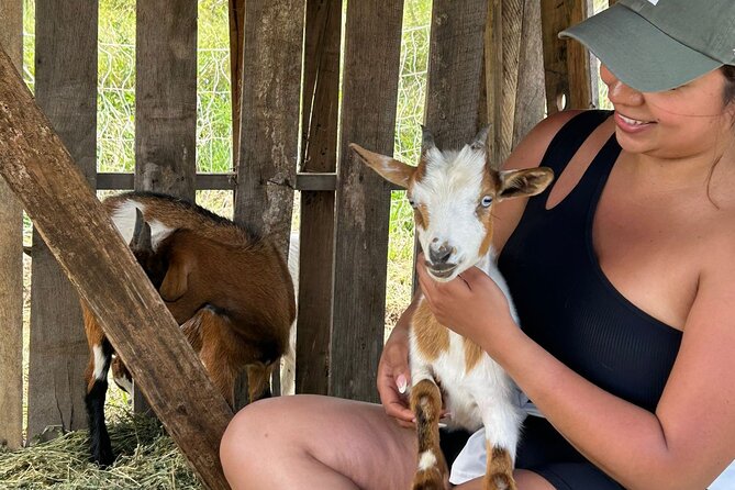 Bottle Feed & Cuddle Baby Goats at Ohana Ranch (Big Island) - Key points to know before you book