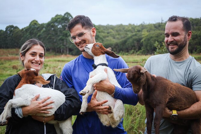 Bottle Feed & Cuddle Baby Goats at Ohana Ranch (Big Island) - Why the one-hour format works