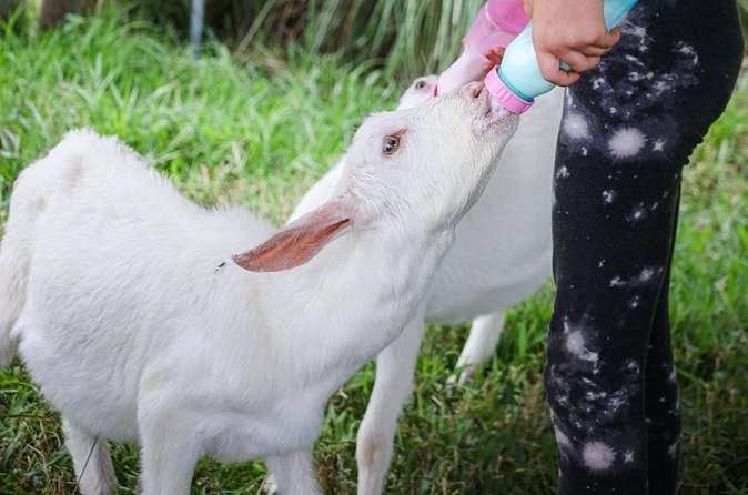 Bottle Feed & Cuddle Baby Goats at Ohana Ranch (Big Island) - Who will enjoy this farm visit most