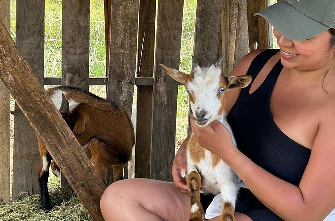 Bottle Feed & Cuddle Baby Goats at Ohana Ranch (Big Island) - A gentle activity with real personality