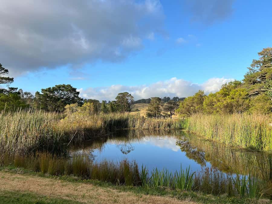 Bowral Honey Farm Tour, Honey Tasting & morning Tea - Meeting bees at Retford Park