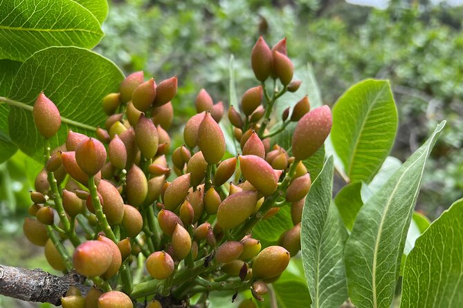 Bronte Pistachio Farm Tour and Lunch with Farmer - What the $288.63 price really covers