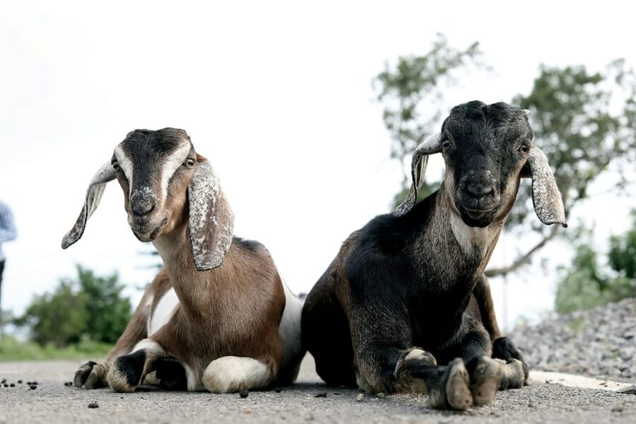 Bucharest: Ranch with Domestic Animals Day Trip - Key points at a glance