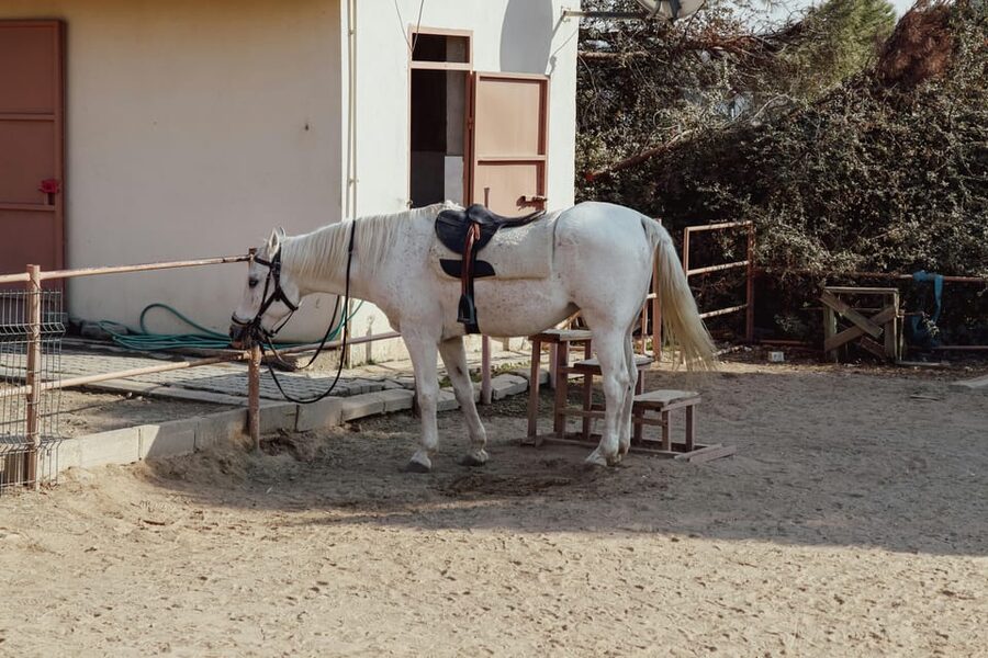Bucharest: Ranch with Domestic Animals Day Trip - Pickup in Bucharest and the ride to the ranch