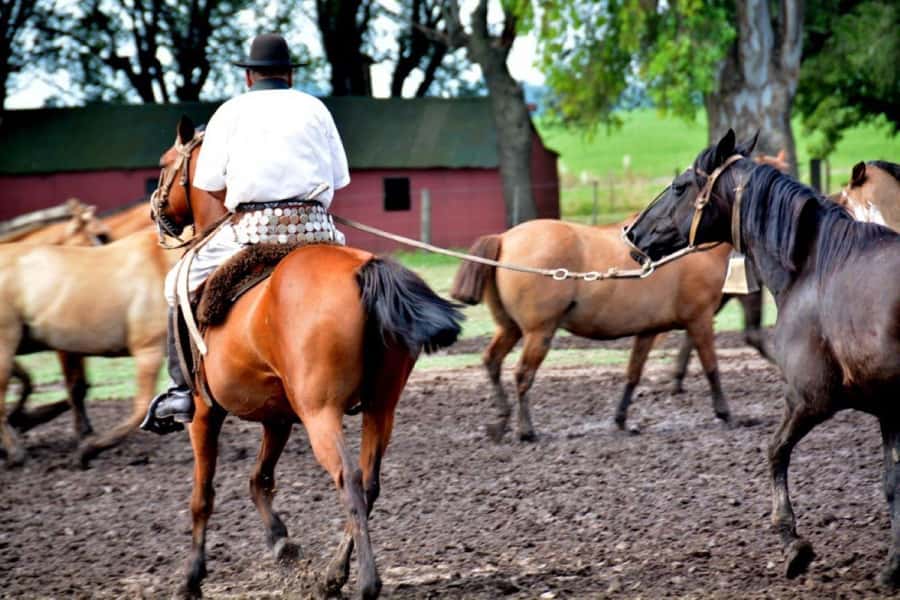 Buenos Aires: Santa Susana Ranch Day Tour, BBQ & Shows - Antique carriages and sulkies across the property