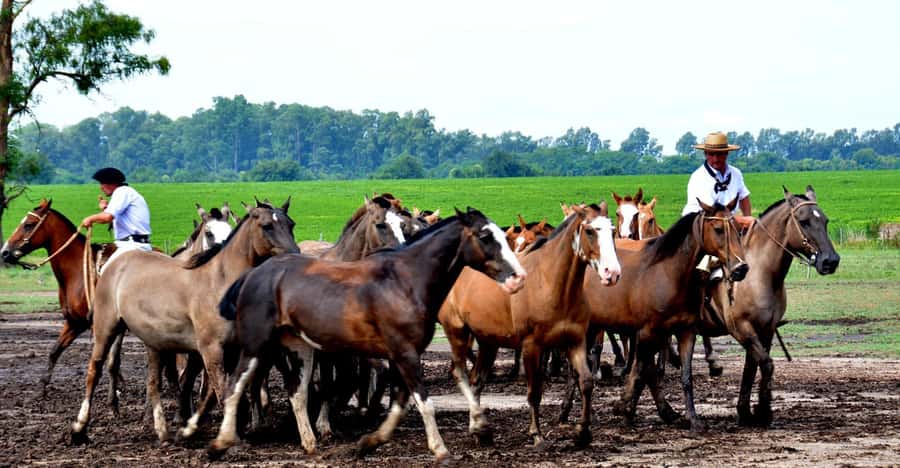 Buenos Aires: Santa Susana Ranch Day Tour, BBQ & Shows - Tango, folklore, and malambo with boleadoras