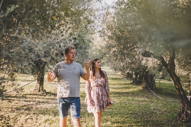 Buje: Authentic Istrian family farm, guided walk, foods & wine - Olive groves with views toward Buje