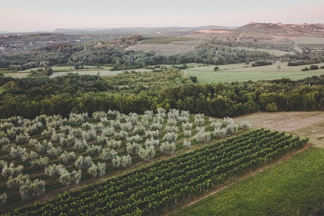 Buje: Authentic Istrian family farm, guided walk, foods & wine - In the cellar, olive oil becomes the main lesson