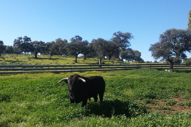 Bull Breeding Farm: Guided Half-Day Tour from Seville - Why a bull ranch makes a worthwhile Seville side trip