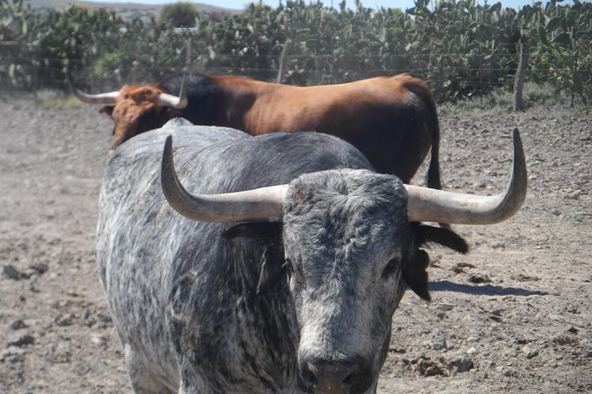 Bull Breeding Farm: Guided Half-Day Tour from Seville - Three and a half hours with Toro Bravo cattle
