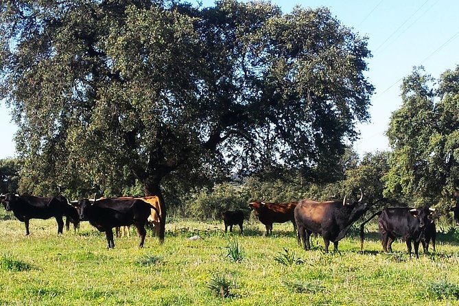 Bull Breeding Farm: Guided Half-Day Tour from Seville - A closer look at the timing