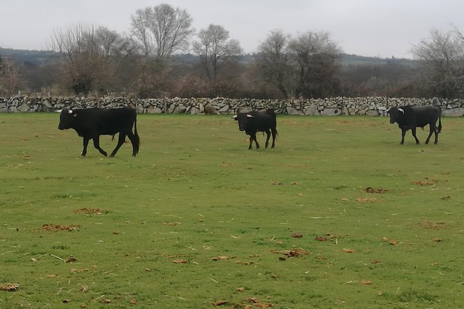 Bull Breeding Farm: Guided Half-Day Tour from Seville - Who will enjoy this farm visit most