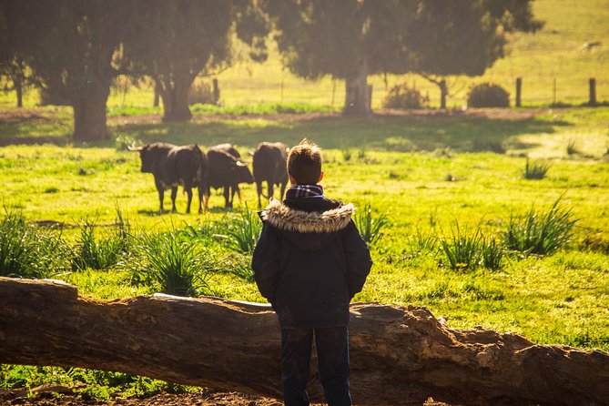 Bull Breeding Farm: Guided Half-Day Tour from Seville - Practical advice before you book
