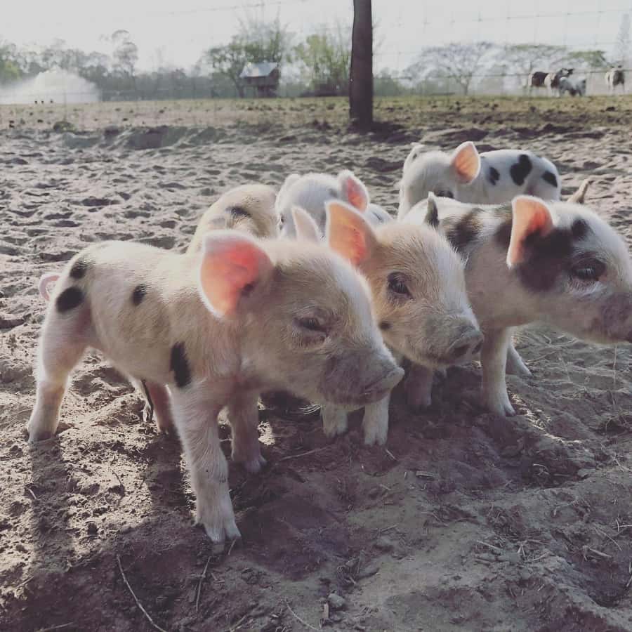 Bundaberg: Family-Friendly Entry Ticket to Splitters Farm - Who will enjoy this farm visit?