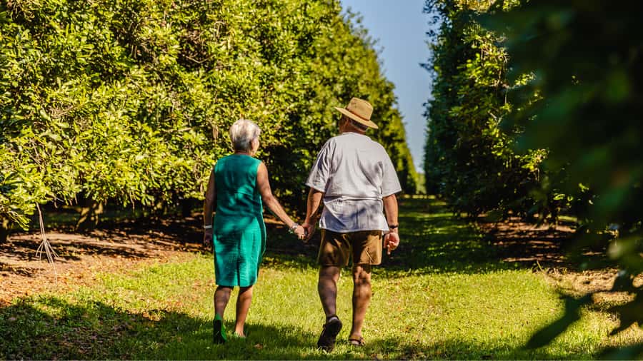 Bundaberg: Macadamia Orchard Tour - Arriving under the orchard canopy