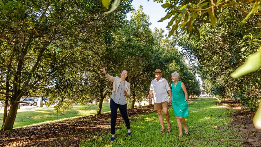 Bundaberg: Macadamia Orchard Tour - The Steinhardt family story comes first