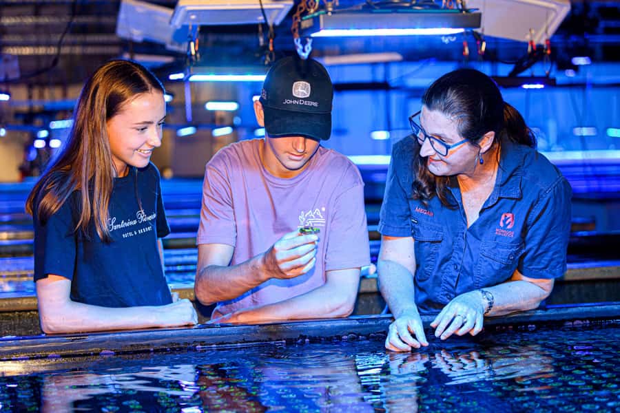 Bundaberg: Monsoon Aquatics Coral Farm Guided Tour - Inside Bundaberg’s Working Coral Farm