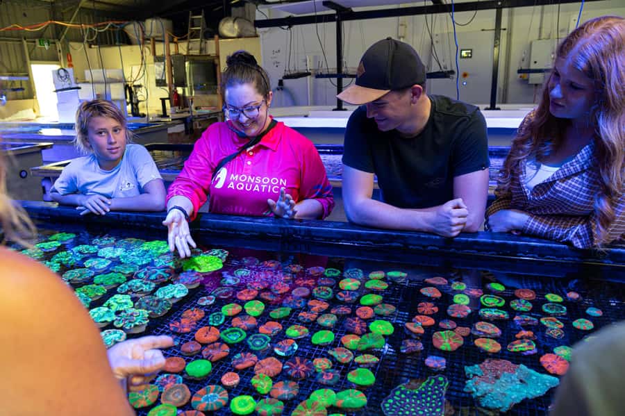 Bundaberg: Monsoon Aquatics Coral Farm Guided Tour - The First Look at 70,000 Corals
