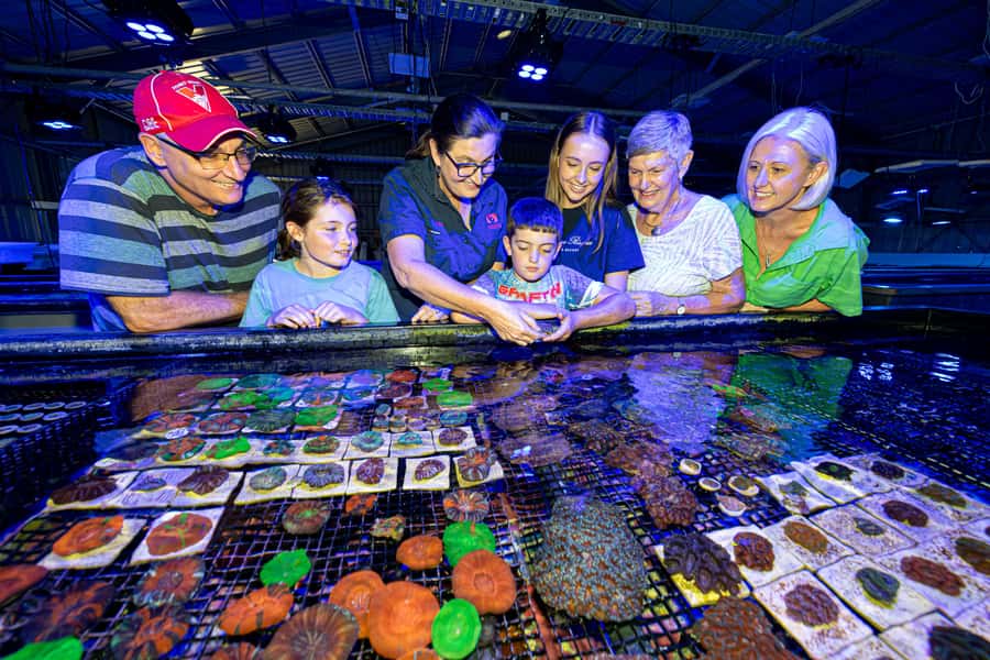 Bundaberg: Monsoon Aquatics Coral Farm Guided Tour - Coral Growth, Research, and Reef Restoration