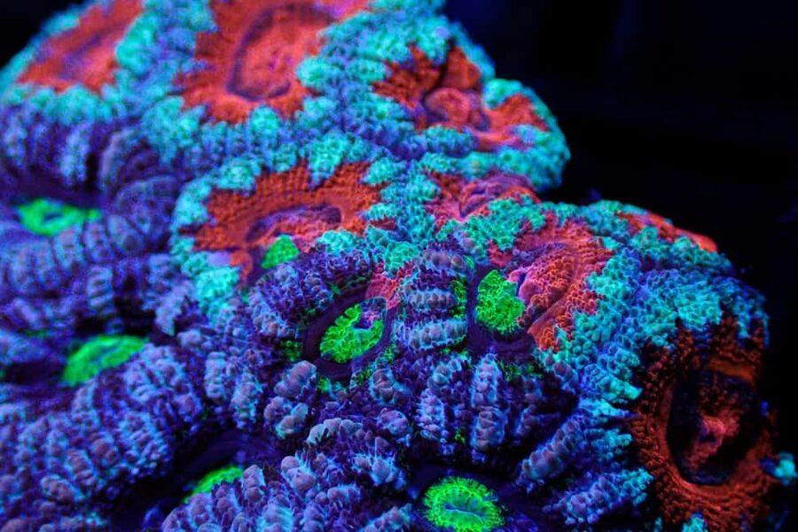 Bundaberg: Monsoon Aquatics Coral Farm Guided Tour - Why the One-Hour Format Works