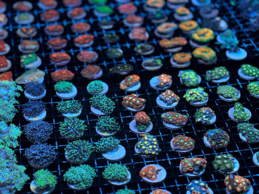 Bundaberg: Monsoon Aquatics Coral Farm Guided Tour - Is $22 Good Value?