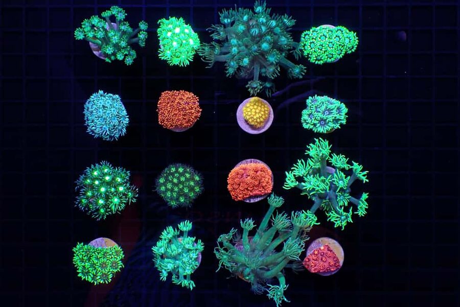 Bundaberg: Monsoon Aquatics Coral Farm Guided Tour - Who Will Enjoy This Tour Most?