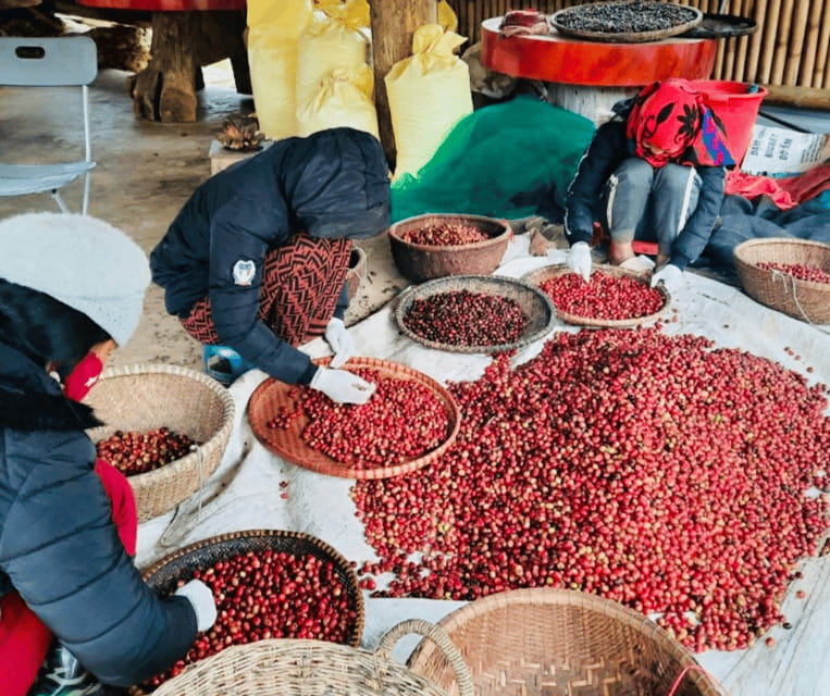 Buon Ma Thuot: Bean to Brew Coffee Farm Tour with Tasting - Irrigation and wet-dry processing