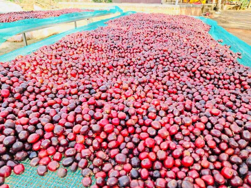 Buon Ma Thuot: Bean to Brew Coffee Farm Tour with Tasting - The tasting: black, milk, machine, or filter