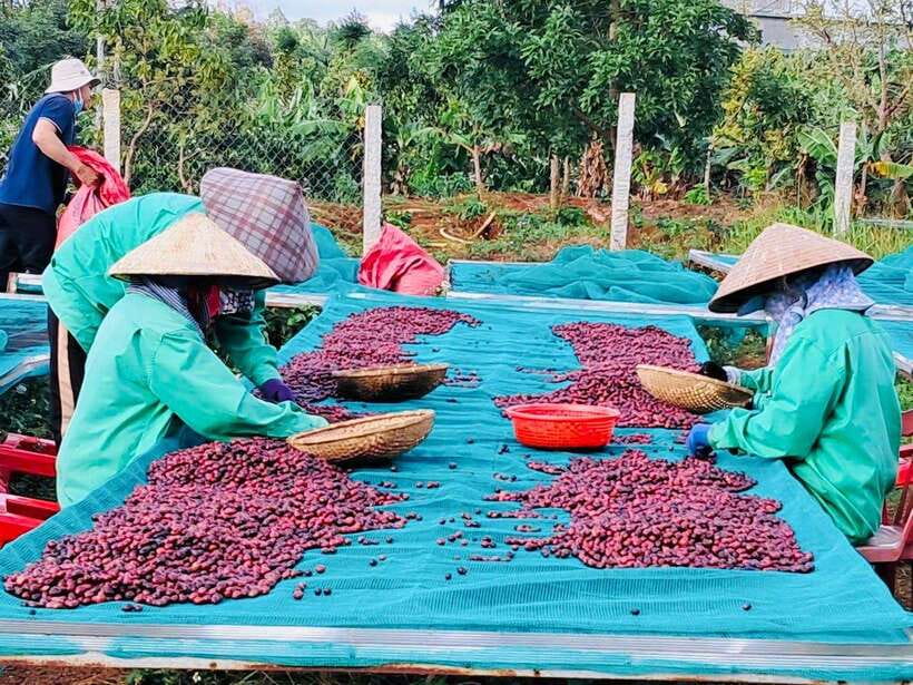 Buon Ma Thuot: Bean to Brew Coffee Farm Tour with Tasting - Is $18 a fair price?