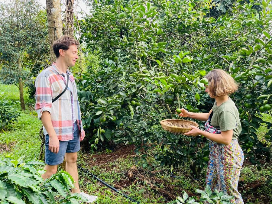 Buon Ma Thuot: Coffee Farm Tour (Bean to Brew) with Pickup - Why This Short Farm Visit Fits Buon Ma Thuot