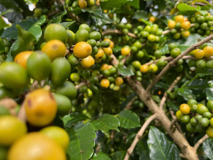 Buon Ma Thuot: Coffee Farm Tour (Bean to Brew) with Pickup - Harvest Season Changes the Visit