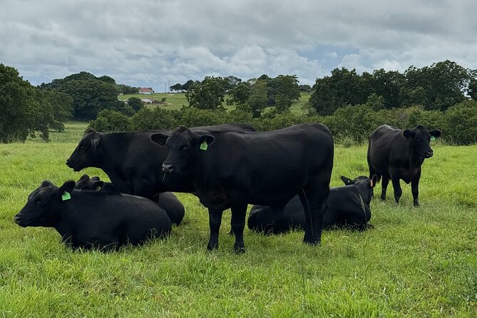 Byron Bay Day Tour: Lighthouse Sunset, The Farm and Hidden Trails - What is included, and what you still pay for