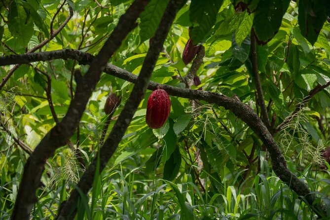 Cacao Farm Excursion Day Trip from Guayaquil - From Guayaquil streets to a cacao farm near Naranjal