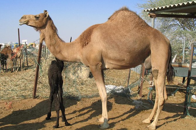 Camel Farm Visit - Dubai UAE - Why the 45-minute camel session matters