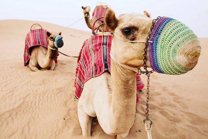 Camel Farm Visit - Dubai UAE - Leaving Dubai in an air-conditioned 4WD