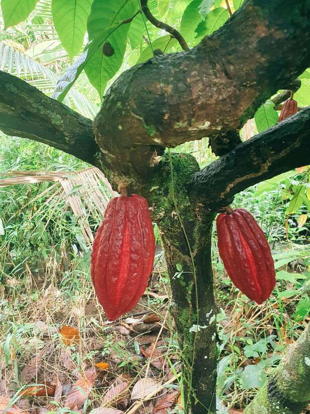 Can Tho: Countryside Cycling Tour with Cocoa Farm Visit - Riding through villages, gardens, and orchards