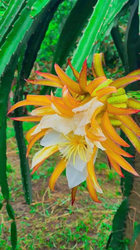 Can Tho: Countryside Cycling Tour with Cocoa Farm Visit - Sugarcane juice and a proper break