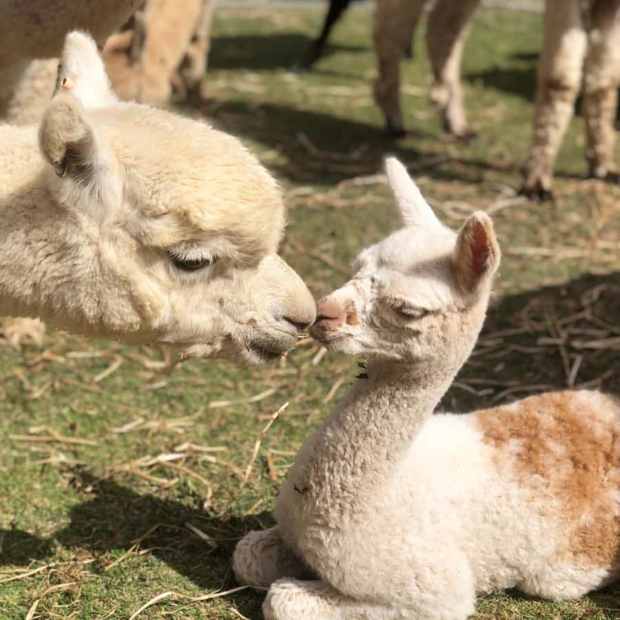 Canberra: Alpaca Adventure Farm Tour (morning tea included) - Walking with your own alpaca or llama
