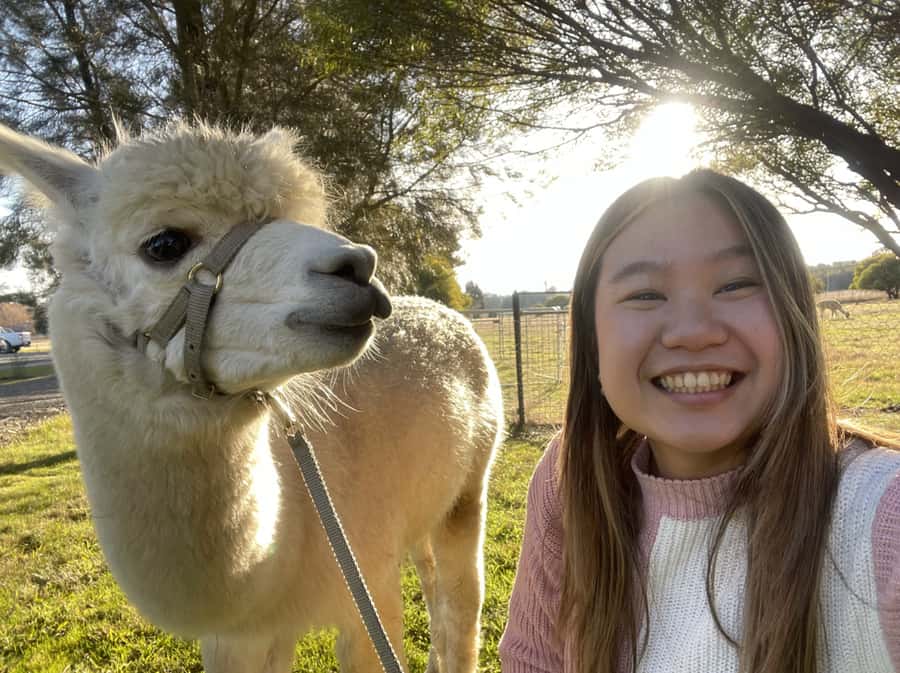 Canberra: Alpaca Adventure Farm Tour (morning tea included) - Feeding the happy herd