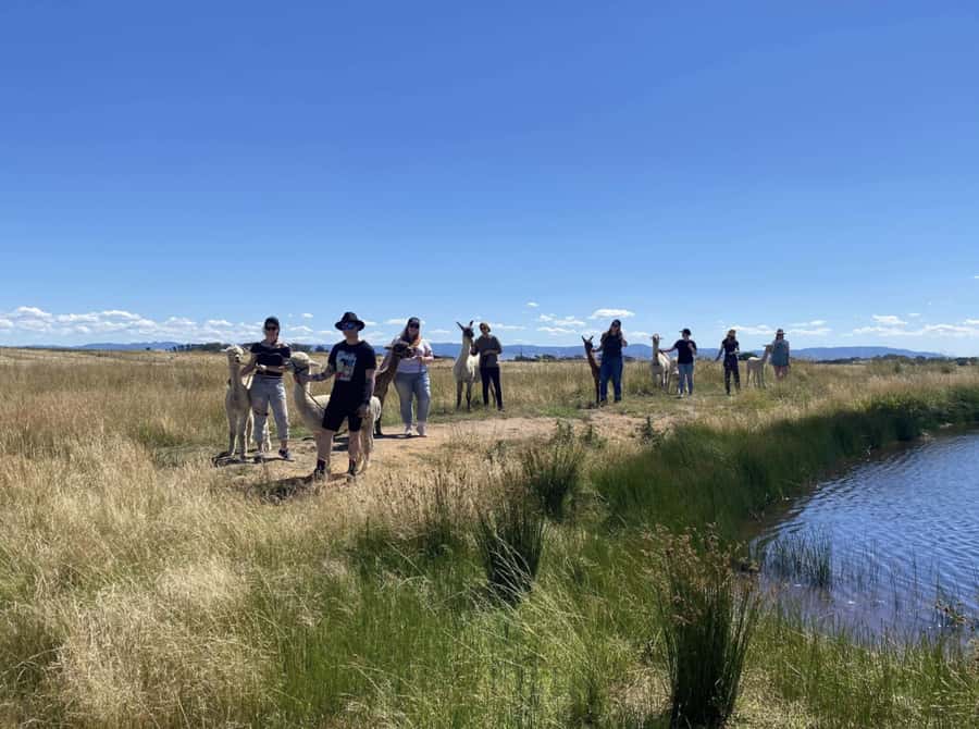 Canberra: Alpaca Adventure Farm Tour (morning tea included) - Planning your visit to Blackwattle Farm