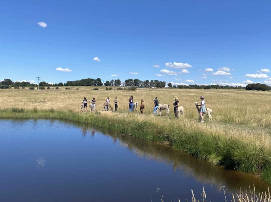 Canberra: Alpaca Adventure Farm Tour (morning tea included) - Should you book it?