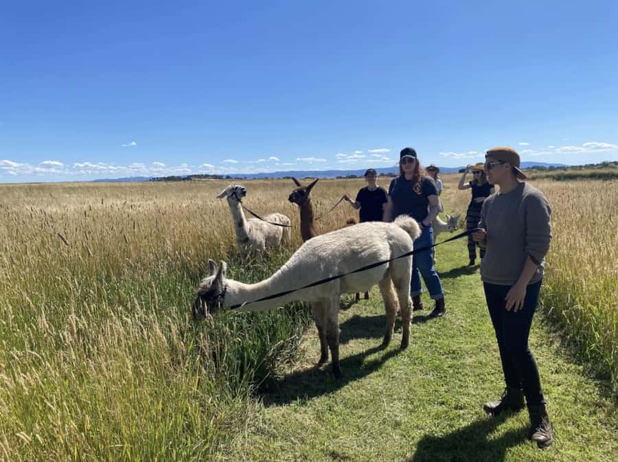 Canberra: Alpaca Adventure Farm Tour (morning tea included) - A closer look at alpaca and llama life